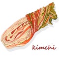 Kimchi, traditional korean food. Illustration on white isolated