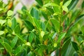 kimeng banyan tree leaves