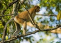 Kinabatangan river, Sabah, Borneo- JANUAR 2019: A proboscis monkey on a tree along the Kinabatangan River in Sabah, Malaysian