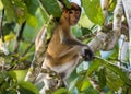 Kinabatangan river, Sabah, Borneo- JANUAR 2019: A proboscis monkey on a tree along the Kinabatangan River in Sabah, Malaysian