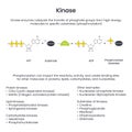 Kinase Phosphorylation scientific educational vector illustration