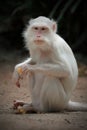 Albino white macaque Royalty Free Stock Photo