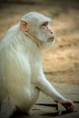 albino white monkey Royalty Free Stock Photo