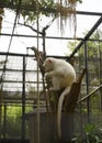 a kind of albino white monkey Royalty Free Stock Photo