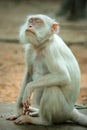 Portrait of the albino macaque Royalty Free Stock Photo