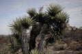 A tenacious lives plant in the dead desert.