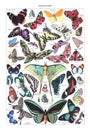 Kind Of Butterflies Illustration