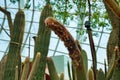 Kind of cactus Espostoa guentheri Royalty Free Stock Photo
