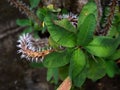 A kind of cactus. Grows in a pot. Filmed in Vietnam in a courtyard with natural light.