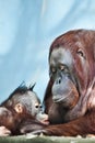 Kind care of the nursing mother of the orangutan monkey for the baby who eats