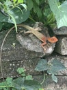 A kind of colored gecko Royalty Free Stock Photo