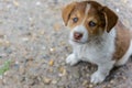 Kind, cute, small, hungry, poor, abandoned, homeless puppy wants to eat and find a master. The concept of protecting stray animals