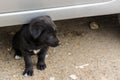 Kind, cute, small, hungry, poor, abandoned, homeless puppy wants to eat and find a master. The concept of protecting stray animals