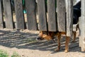 A kind dog looks out from under a wooden fence. Kind watchdog on a chain. The kind look of a dog in captivity