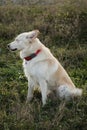 Kind domestic dog with red collar sits in green grass and licks nose with tongue. Cute young mongrel dog of white red color walks