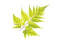 A kind of fern, green leaf on isolated white background Royalty Free Stock Photo