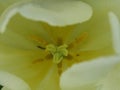 A kind of a flower of a tulip from the inside.