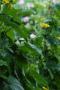 Pumpkin flowers