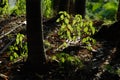 Pumpkin Seedlings