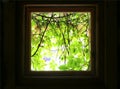 Kind on green leaves from window of dark room. Royalty Free Stock Photo