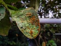 It is a kind of guava trees disease, this disease name is `Guava rust Royalty Free Stock Photo