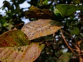 It is a kind of guava trees disease, this disease name is `Guava rust Royalty Free Stock Photo