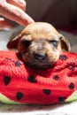 Kind human hand is petting a cute Rhodesian Ridgeback whelp over its head