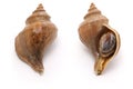 Japanese whelk Royalty Free Stock Photo