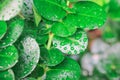 This kind of jungle greenery with water droplets can be found in the wilderness and provides fresh spring-like oxygen and natura