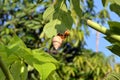 SNAIL ON A PAPAYA LEAVES Royalty Free Stock Photo