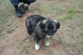 Kind little puppy with white paws - the son of a big shepherd