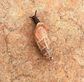 Kind of a long snail Royalty Free Stock Photo