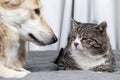 Kind mongrel dog looking at aged cat resting on sofa