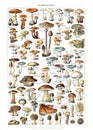 Kind Of Mushrooms Illustration