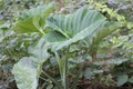 A kind of a plant in india used as food and considered a leaf vegetable. Very beneficial and healthy for human nody