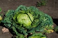 Kind of ripe cabbage kachan in garden. Background. Royalty Free Stock Photo