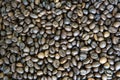 Type of roasted coffee beans as background Royalty Free Stock Photo