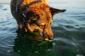 Kind shepherd dog drinking from river in sunny hot day Royalty Free Stock Photo