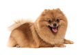 The kind spitz-dog Royalty Free Stock Photo