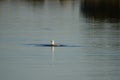 Seagull start cleaning it self in arghipelago of Finland