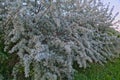 Kind of willow tree close up, spring Royalty Free Stock Photo
