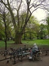 A kind woman feeding pigeons in a Krakow park near a huge old tree.