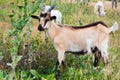 Kinder goat pasture. Royalty Free Stock Photo