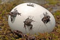 Kinder Surprise .... Moor frog, Rana arvalis kids Royalty Free Stock Photo