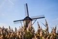 Old Dutch windmill. Blue sky background. Royalty Free Stock Photo