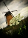 Kinderdijk windmill