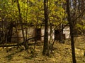 Kindergarten surroundings taken by nature in Chernobyl Exclusion Zone, Ukraine
