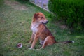 the kindest dog sits sad on the lawn