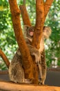 The kindest koala animal attracts tourists from all over the world, Queensland, Australia Royalty Free Stock Photo