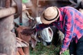 Kindliness African farmer feeding cows with grass at the farm Royalty Free Stock Photo